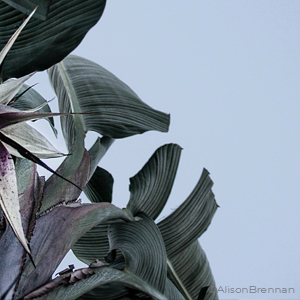skystrelitzia_thumb